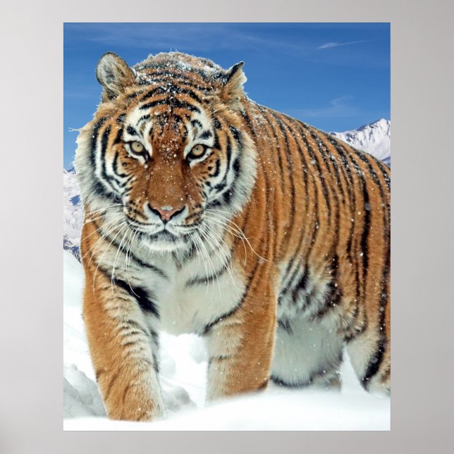 Tiger Snow Mountain Nature Winter Photo Poster (Frente)