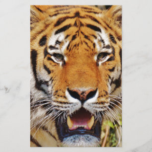 Tigre