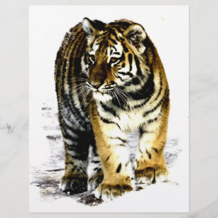 Tigre