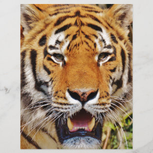 Tigre