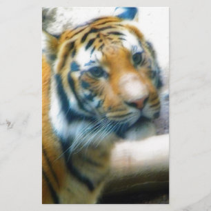 Tigre