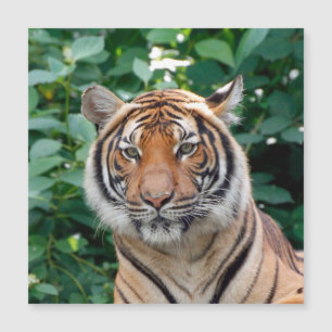Tigre 001