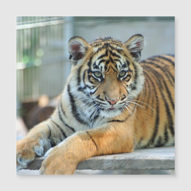 Tigre 034 (Frente)