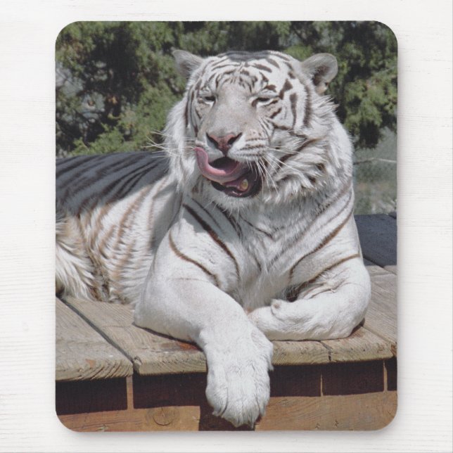 Tigre branco 10 Mousepad (Frente)