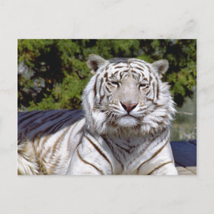 Tigre Branco 9 Cartão Postal