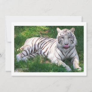 Tigre Branco com Nose de Licenciamento de Olhos Az