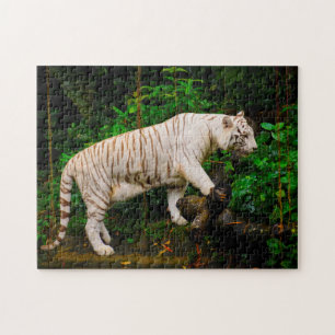 Tigre Branco Singapura. Quebra-cabeça