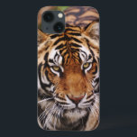 Tigre de Bengal, Panthera tigris<br><div class="desc">Tigre de Bengal,  � Adam Jones de tigris do Panthera/DanitaDelimont.com</div>