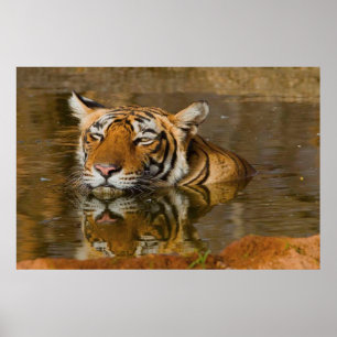 Tigre de Bengal que olha o do poster 2 da água