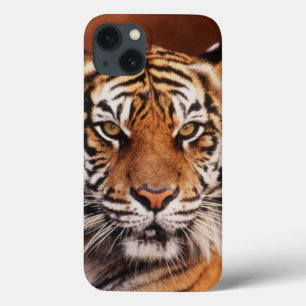 Tigre de Sumatran, Panthera tigris