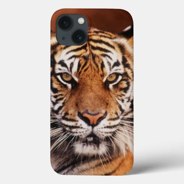 Tigre de Sumatran, Panthera tigris (Verso)