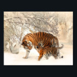 Tigre e filhote na poster de neve<br><div class="desc">Tigre e filhote na poster de neve</div>