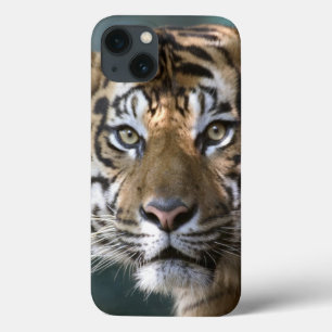 Tigre masculino de Sumatran (sumatrae de tigris do