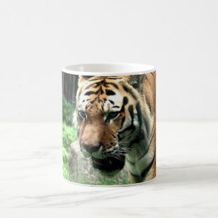 Tigre na caneca do jardim zoológico de Bronx