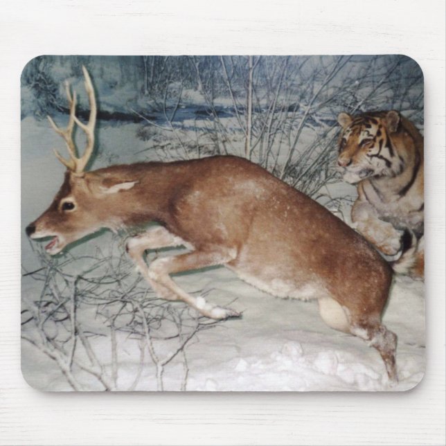 Tigre persegue o mouse pad (Frente)