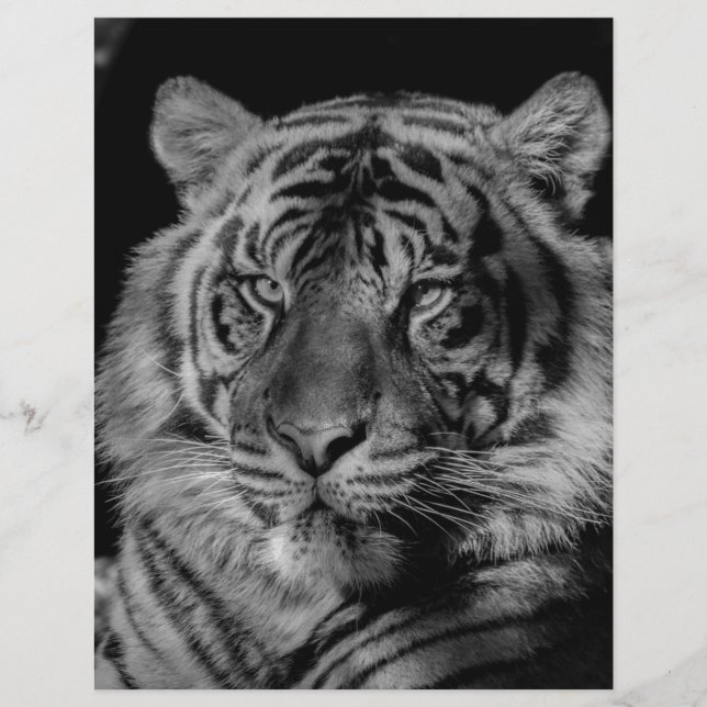 Tigre preto e branco (Frente)