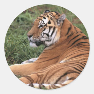 Tigre que Lounging em etiquetas da grama