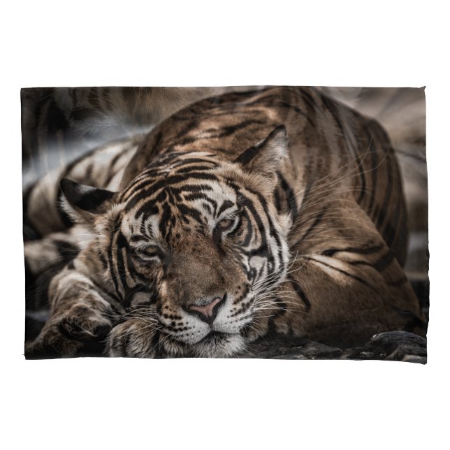 Tigre Ranthambore: arte fina de close-up. (Frente)