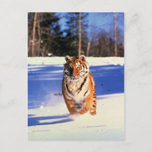 Tigre rodando em cartão postal de fotografia a co
