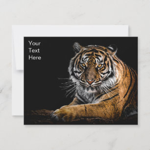 Tigre Selvagem Selvagem Selvagem