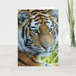 Tigre Siberian, cartão do tigre de Amur