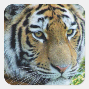 Tigre Siberian, etiqueta do tigre de Amur