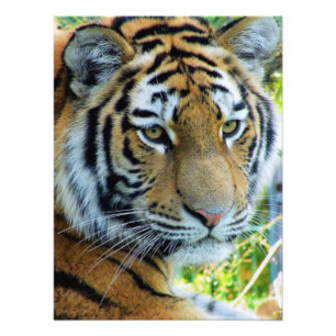 Tigre Siberian, papel da foto do tigre de Amur