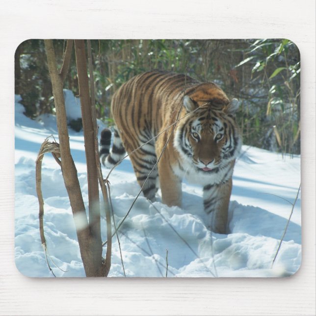 Tigre Siberian que anda na neve Mousepad (Frente)