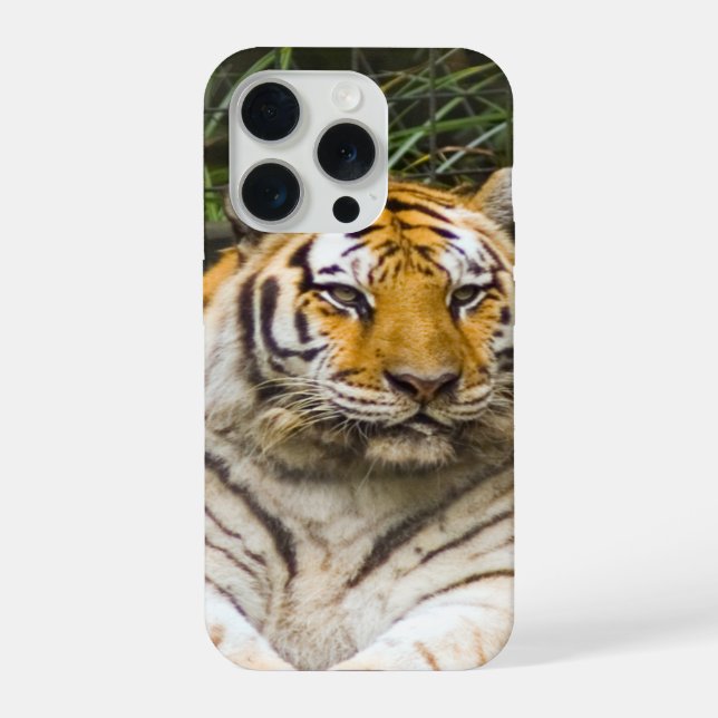 Tigre Siberiano (Verso)