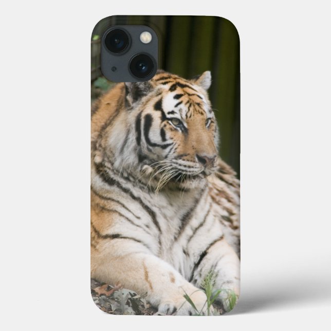 Tigre Siberiano (Verso)
