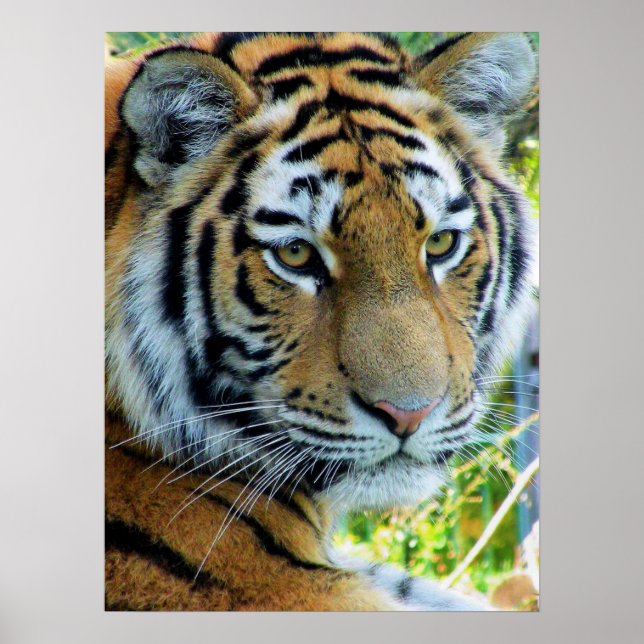 Tigre Siberiano, Poster Amur Tiger (Frente)