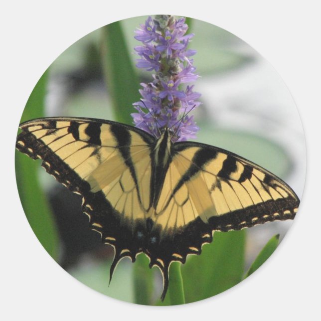 Tigre Swallowtail na etiqueta do Pickerel (Frente)