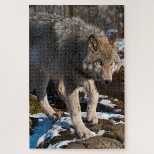 Timber Wolf Jigsee Quebra-cabeça
