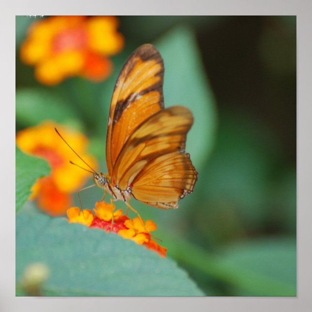 Tiny Orange Butterfly Poster (Frente)