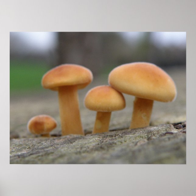 Tiny Toadstools Macro Impressão (Frente)