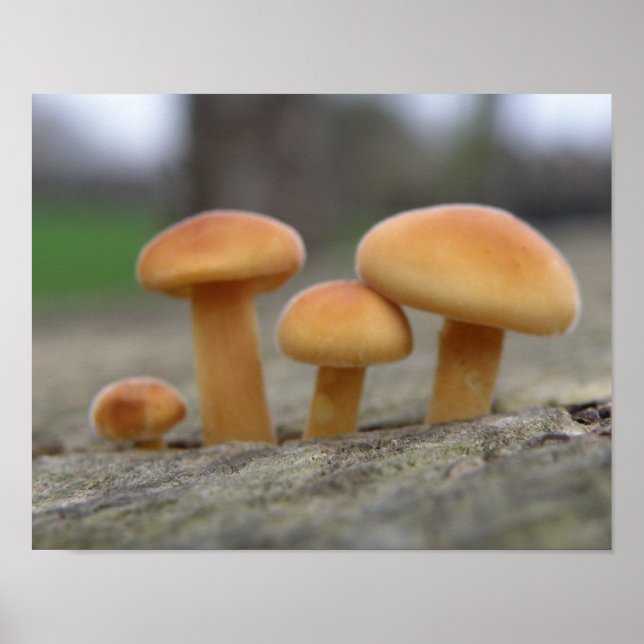 Tiny Toadstools Macro Impressão (Frente)