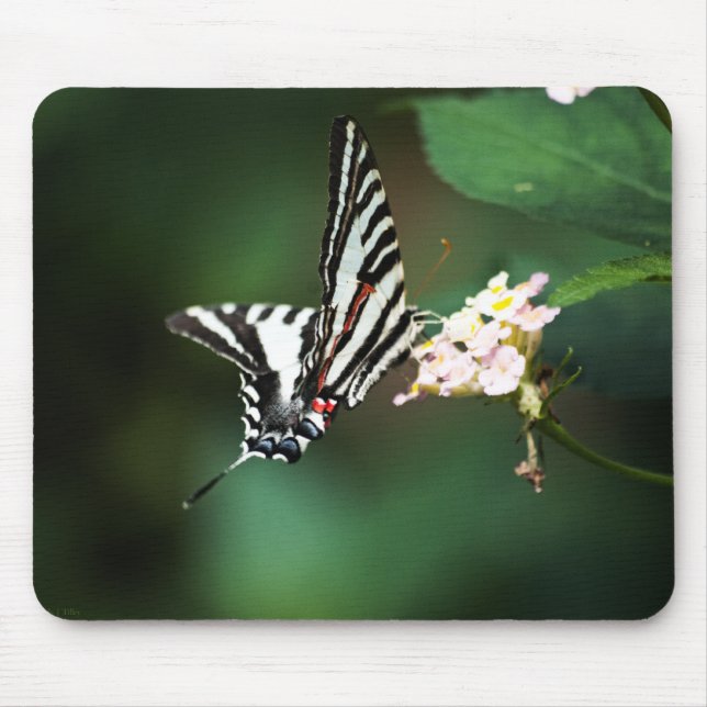 Tiny Zebra Mousepad (Frente)