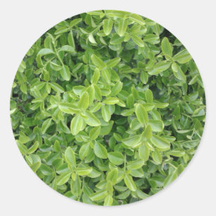 Tipo verde etiqueta do arbusto da conversão da