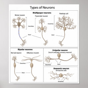 Tipos de Neuron poster