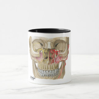 Tiro de caneca Pterygopalatine da fossa