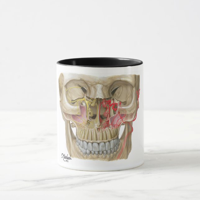 Tiro de caneca Pterygopalatine da fossa (Centro)