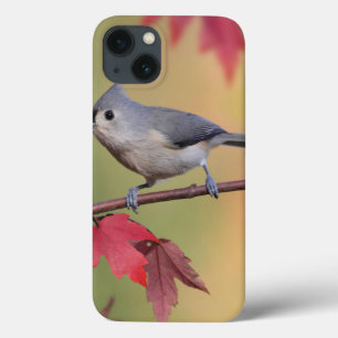 Titmice adornados