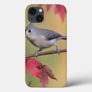 Titmice adornados