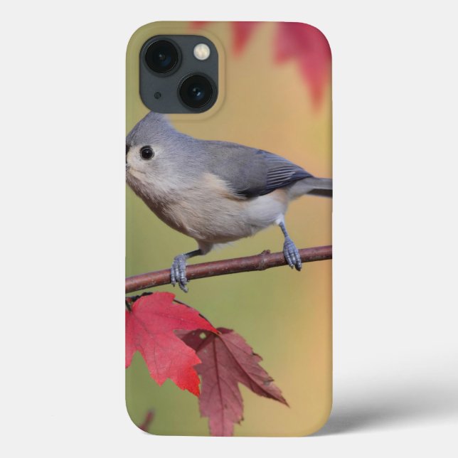 Titmice adornados (Verso)