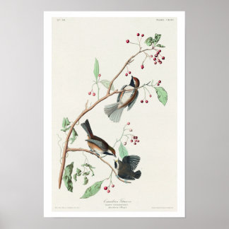 Titmouse canadense por Poster de Audubon