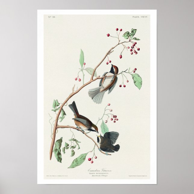 Titmouse canadense por Poster de Audubon (Frente)