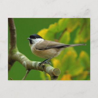 Titmouse no cartão postal do outono