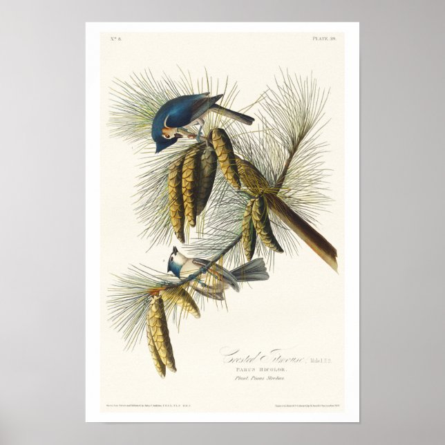 Titmouse preso por Poster Audubon (Frente)