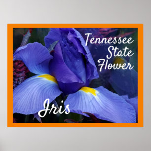 TN Iris Poster do Tennessee State Flower