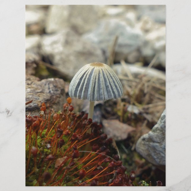 Toadstool pequenina (Frente)